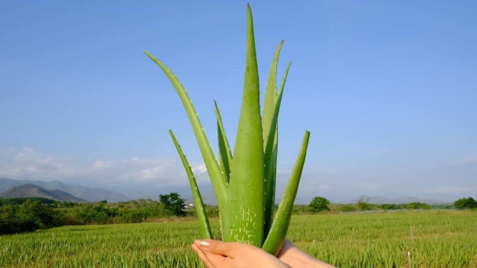 Benefits and risks of eating or drinking raw natural aloe vera? - GC Food
