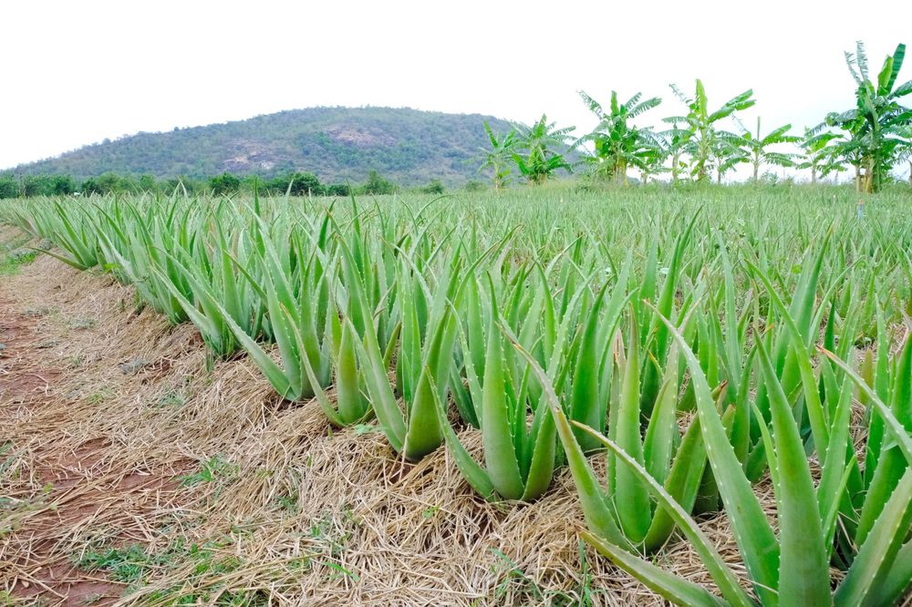 GC Food’s aloe vera farm in Ninh Thuan has ideal soil & climate, creating excellent conditions for aloe vera to grow strongly.