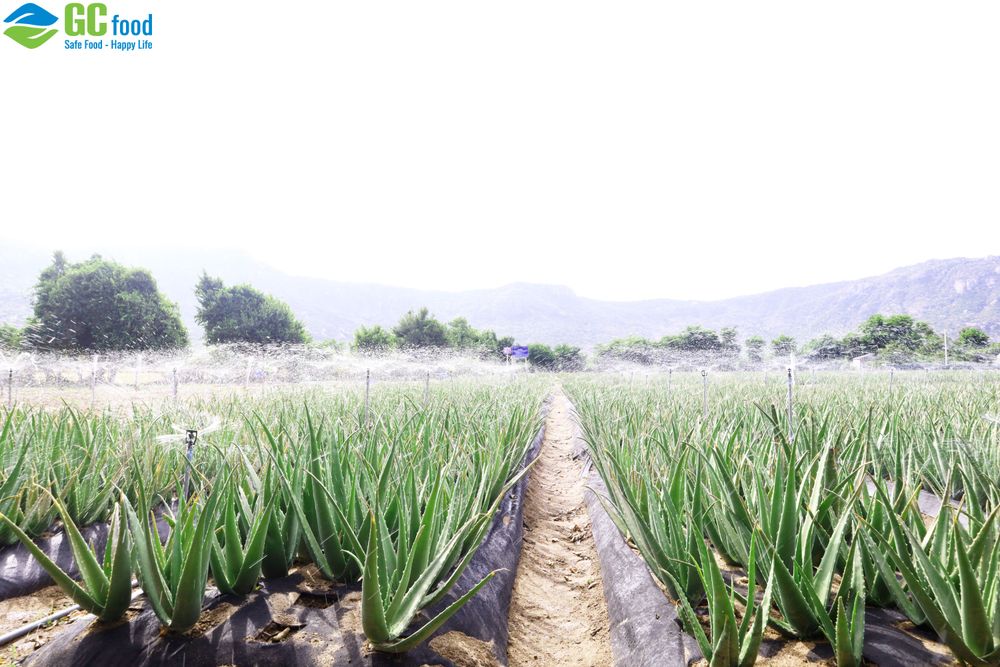 JAS Organic là một chứng nhận nông nghiệp uy tín của Nhật Bản, áp dụng cho các sản phẩm nông nghiệp.