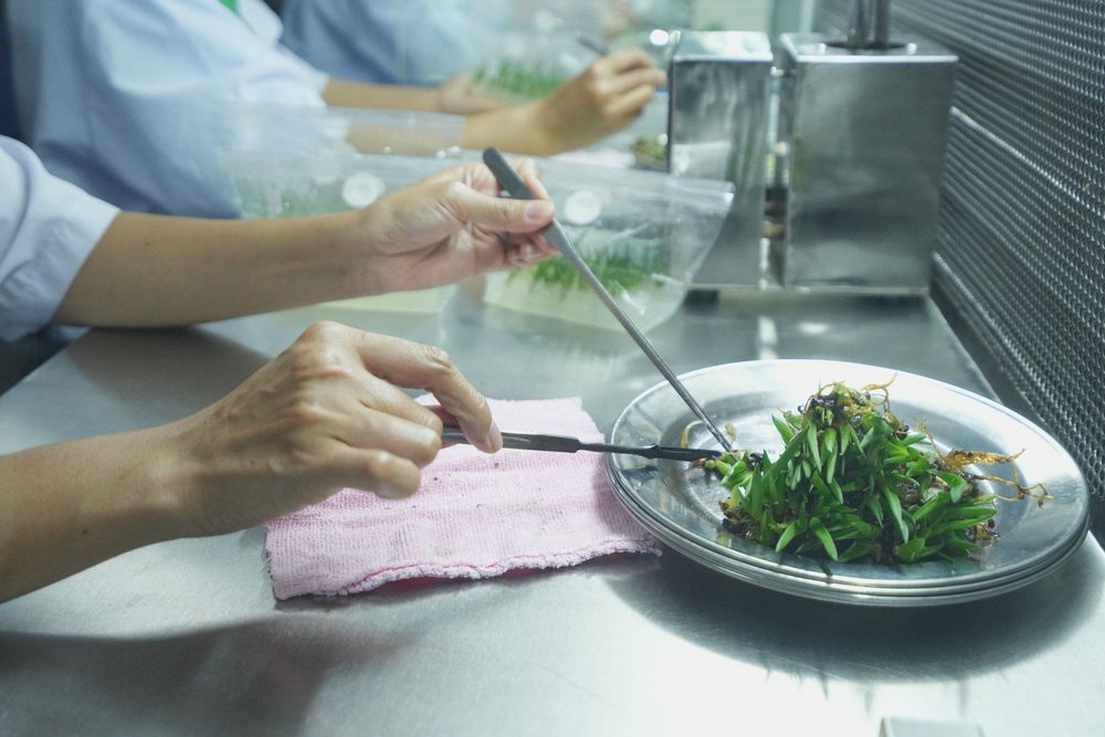 Công ty lô hội GC Food áp dụng công nghệ nhân giống in vitro để nâng cao năng suất lô hội.