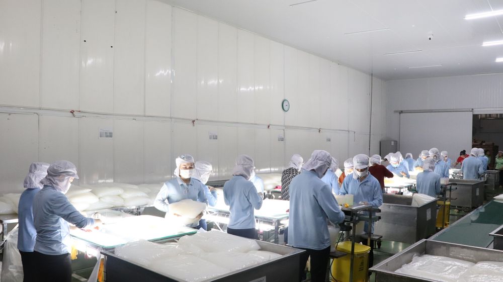 Each step in GC Food’s nata de coco production, especially for the mixed variety, is closely controlled to keep the high quality in all batches.