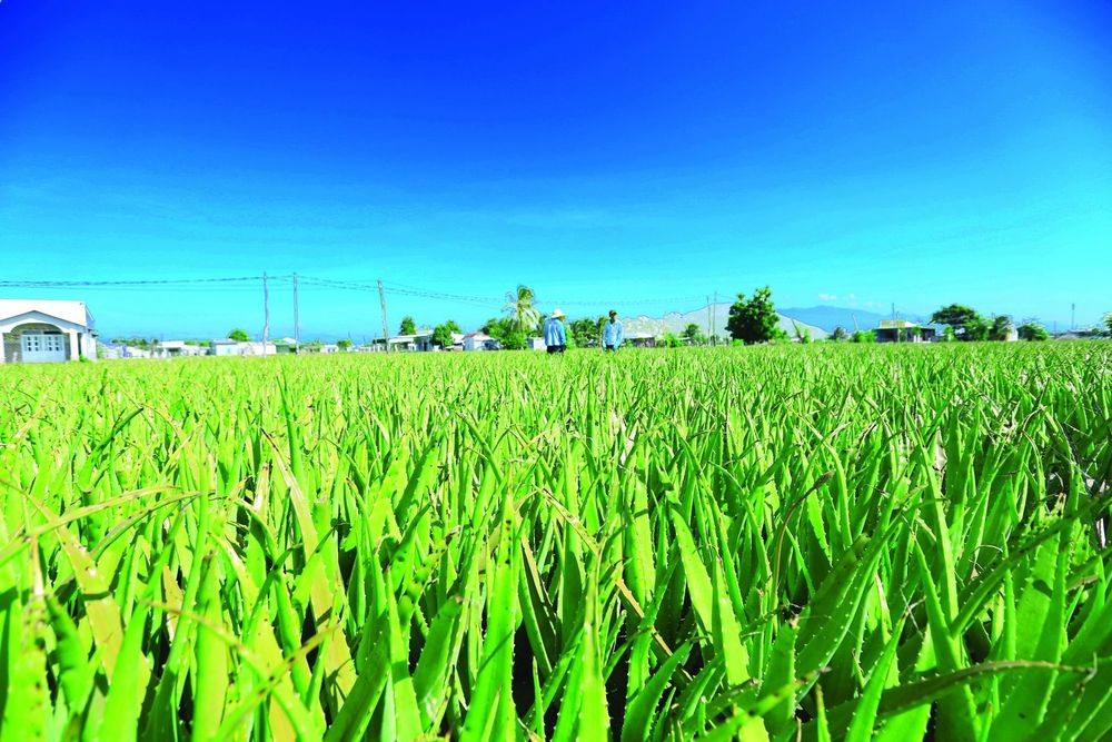 Cách chế biến nha đam để dùng dần không bị đổ nhớt là vấn đề được nhiều người quan tâm tìm hiểu.