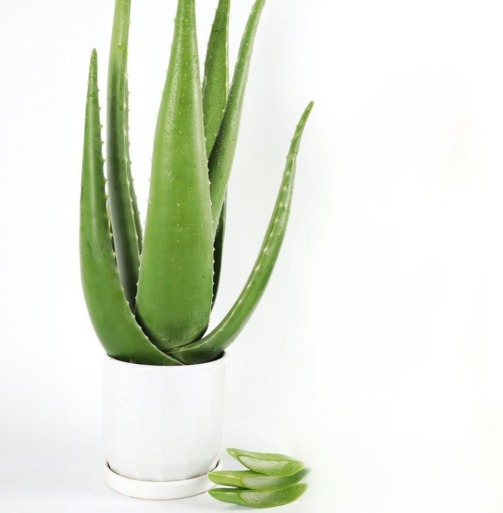 Cách trồng nha đam tại nhà khá đơn giản do nha đam dễ chăm sóc và ít bệnh.