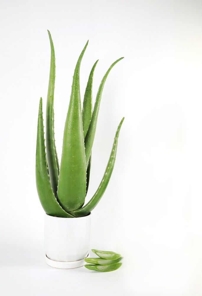 Growing natural aloe vera at home is quite simple since the plant is easy to care for and rarely affected by pests.