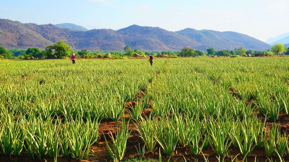 Aloe vera grown at GC Food meets Global GAP requirements, providing clean, safe, and high-quality raw materials.
