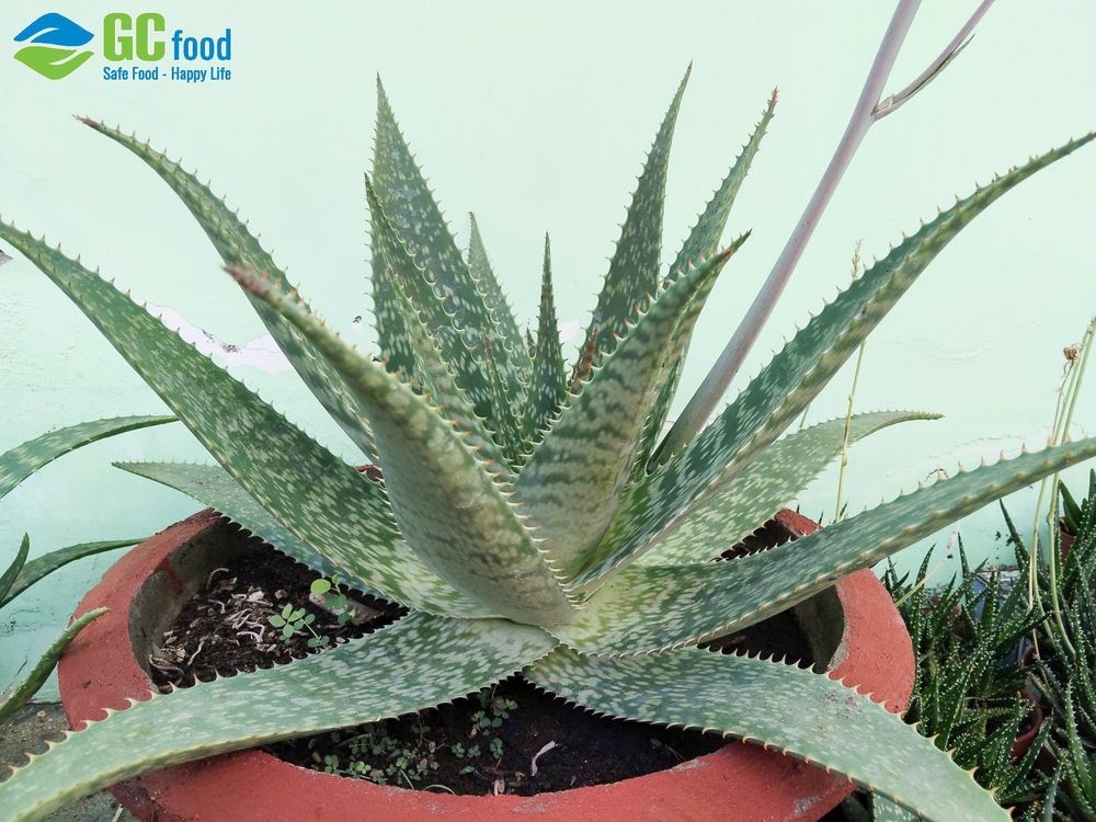 What health problems can aloe vera help with? It’s known for its health and beauty benefits.