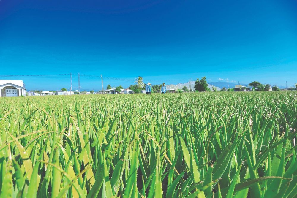 Nên chọn nha đam tươi với bẹ lá to để làm nguyên liệu chính cho món chè đậu xanh nha đam.