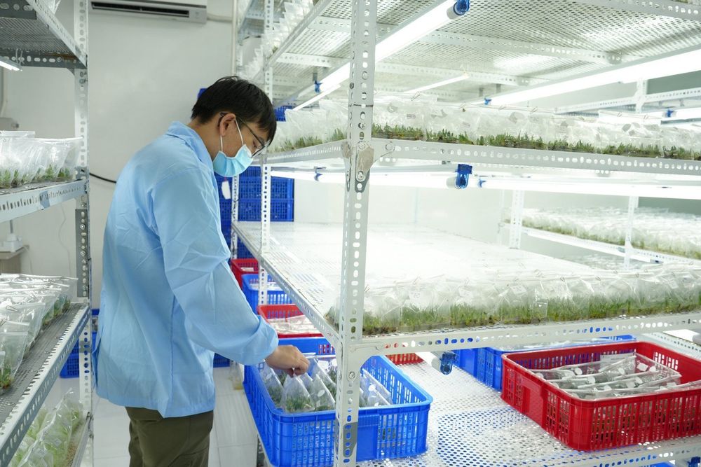 In vitro propagation method allows GC Food to ensure a clean and consistent aloe vera supply. 