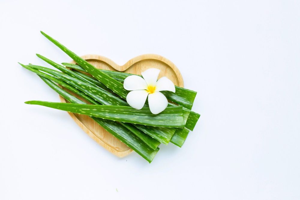 Phục hồi da và chống lão hoá là một trong những tác dụng của nha đam với da mặt.