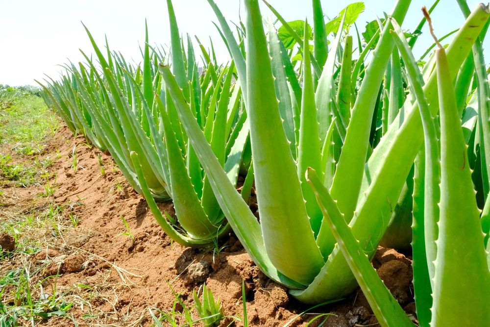 Nha đam là nguồn chất xơ tự nhiên rất dễ kết hợp với nhiều loại nguyên liệu khác.