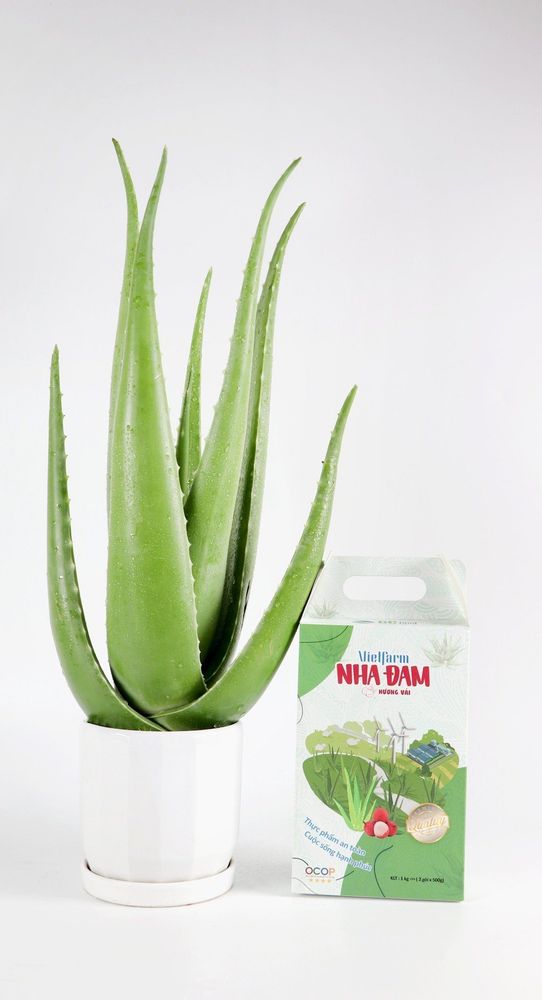 Aloe vera is an ingredient rich in nutrients that supports digestion and soothes inflammation.