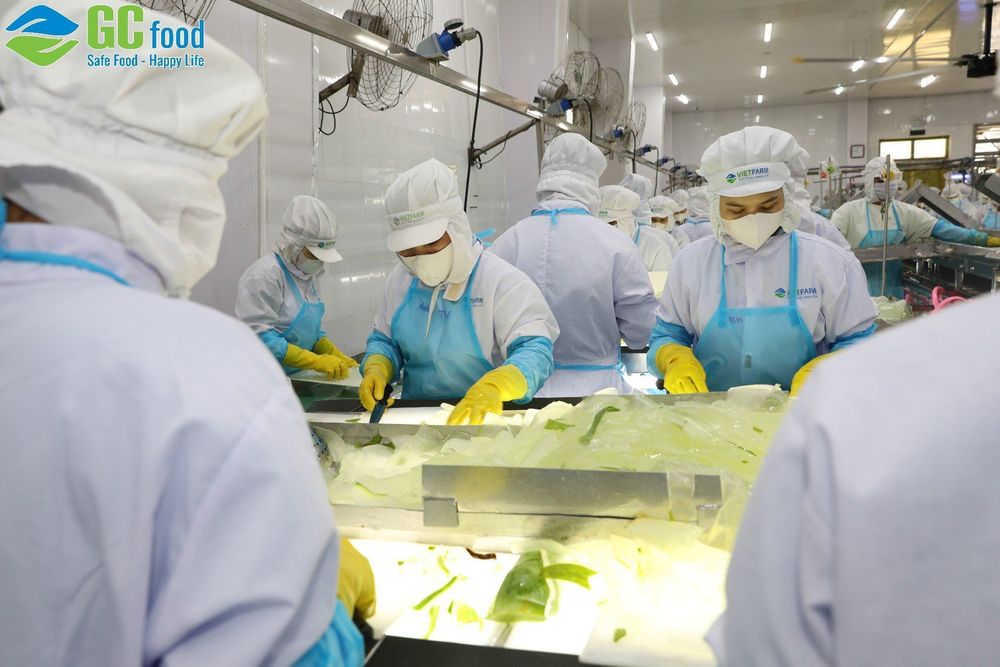 Using clean ingredients and modern tech, GC Food makes tasty, nutritious, and safe aloe vera products.