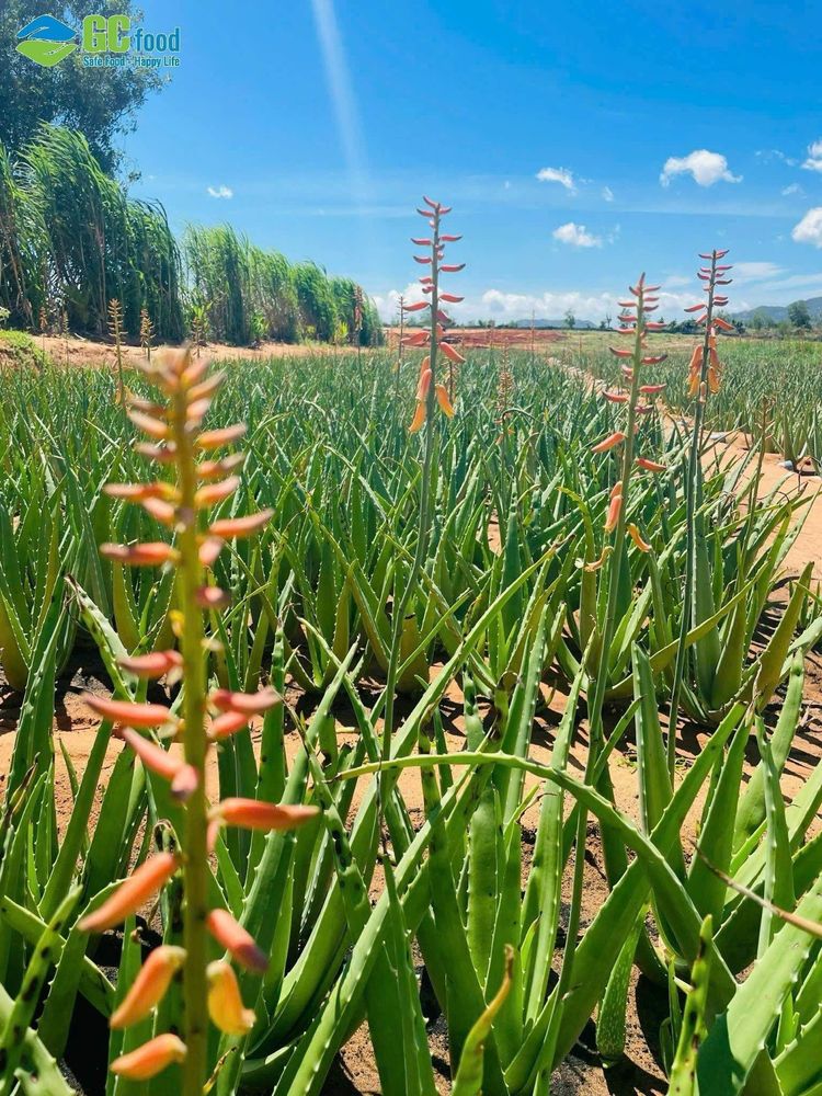 Yellow or orange aloe vera flowers are said to bring wealth and good luck.