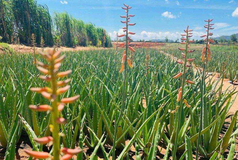 Hoa nha đam có vẻ ngoài nổi bật, thường mang màu sắc vàng, đỏ, cam.