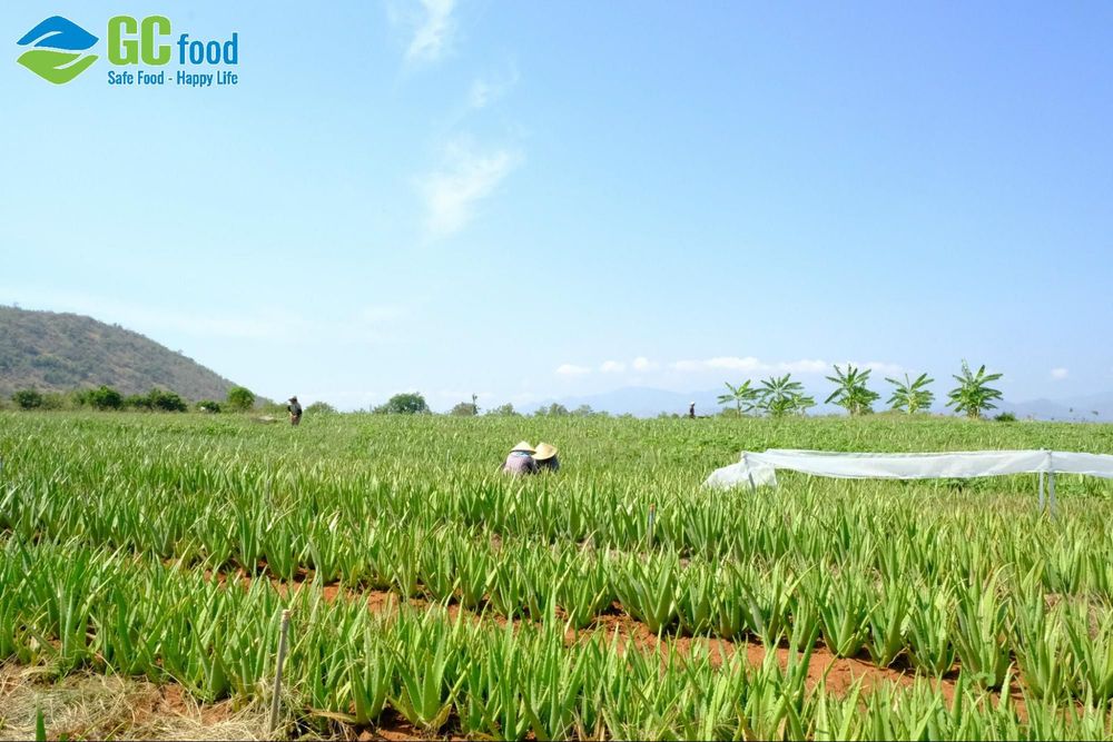 GC Food implements the farm-to-table model through the development of an aloe vera growing area in Khanh Hoa.