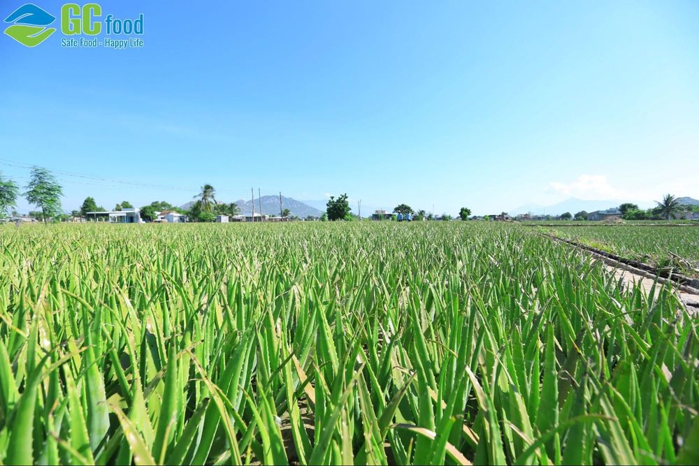 The organic aloe vera cultivation area of GC Food in Khanh Hoa.