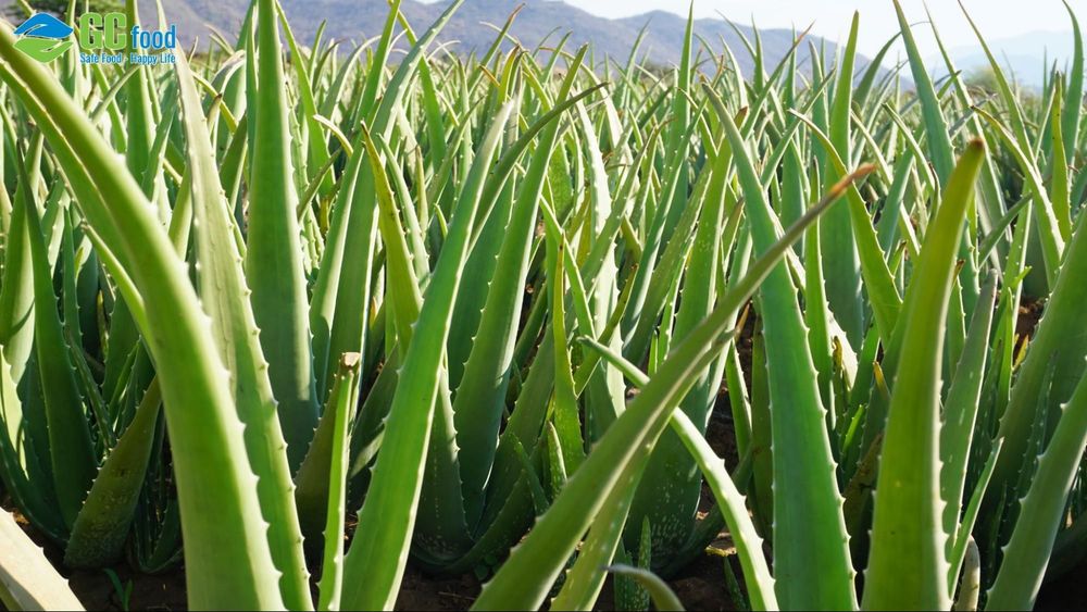 Aloe vera helps maintain stable blood pressure and supports heart health every day.