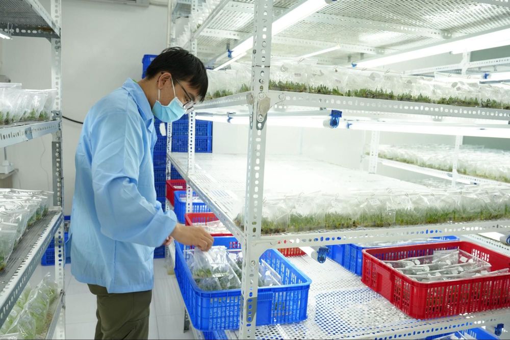 GC Food propagates aloe vera seedlings through in vitro tissue culture techniques.