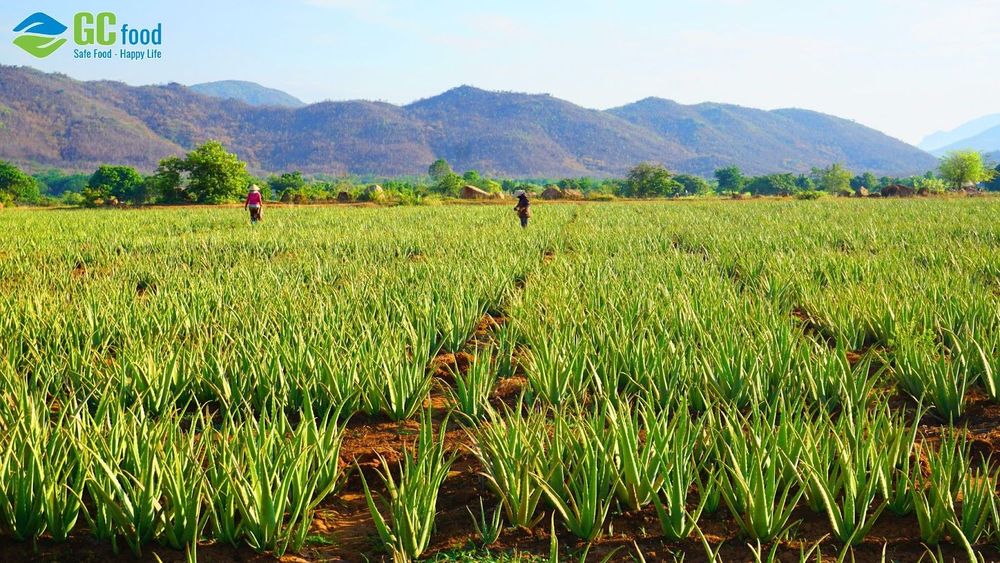 GC Food's Global GAP-certified aloe vera farm in Khanh Hoa.