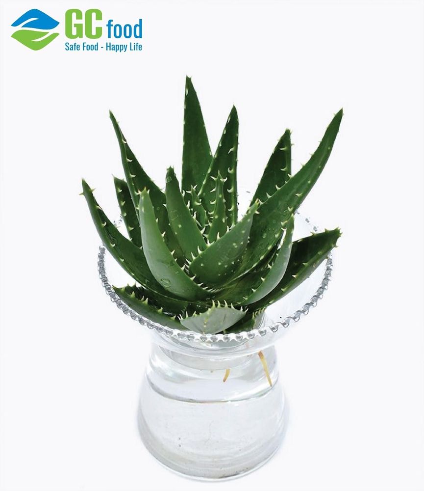 Aquatic aloe vera plants can develop certain diseases if not properly cared for.