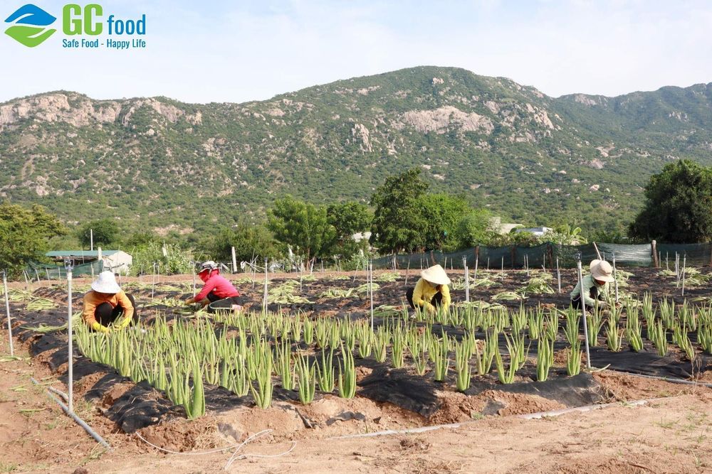 Kỹ thuật trồng nha đam của GC Food giúp nha đam sinh trưởng tốt và cho năng suất cao. 