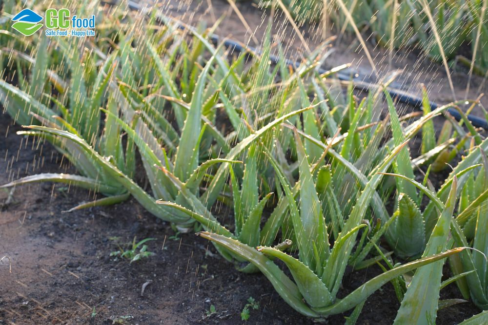 Fertilizer from aloe vera for organic agriculture.