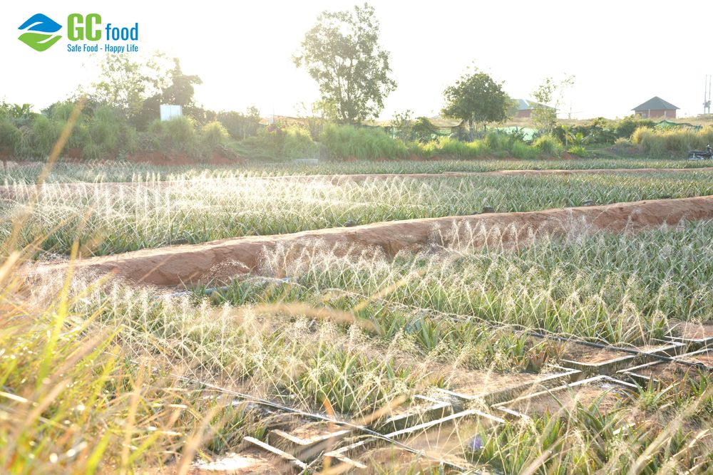 Mô hình tái sử dụng nha đam làm phân bón tại GC Food.