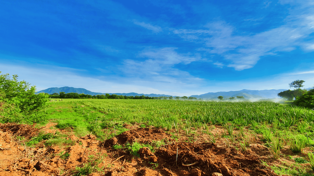 Sustainable agriculture provides clean products to the market.