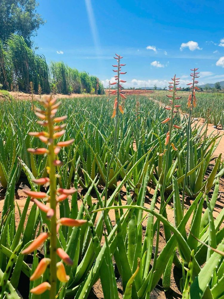 Aloe vera flowers often come in yellow, orange, or red and look striking.
