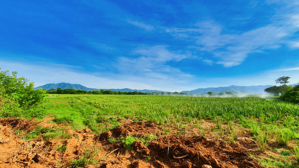 Nền nông nghiệp sạch đem đến nguồn cung nông sản sạch cho thị trường.
