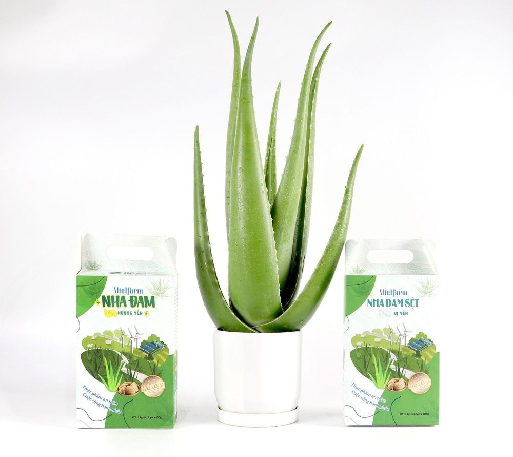 GC Food’s Aloe Vera is carefully grown and handled under strict quality standards to keep all its natural goodness intact.