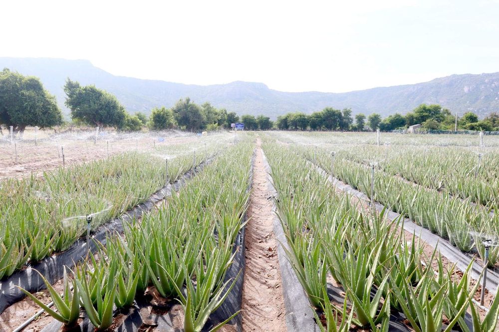 Nha đam chứa nhiều vitamin và khoáng chất có lợi cho sức khỏe và làn da