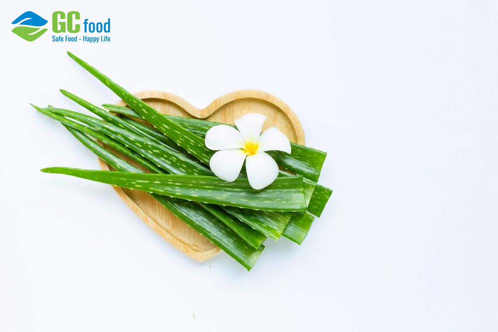 Nha đam tươi có thể dùng làm nguyên liệu nấu cháo nha đam để thanh nhiệt cơ thể.