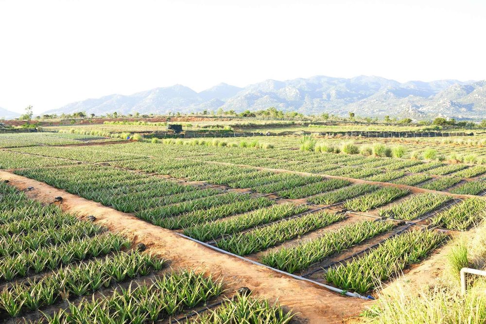 Nha đam xuất khẩu GC Food trải qua quy trình kiểm soát nghiêm ngặt từ khâu trồng đến chế biến.