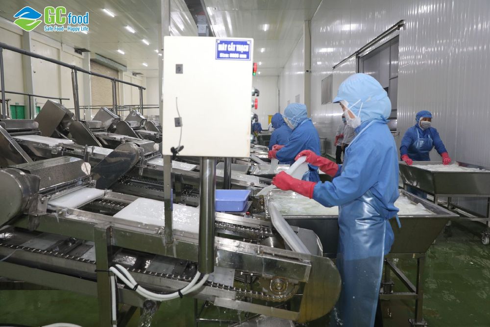 Nhà máy sản xuất thạch dừa của GC Food sở hữu hệ thống máy móc tiên tiến.