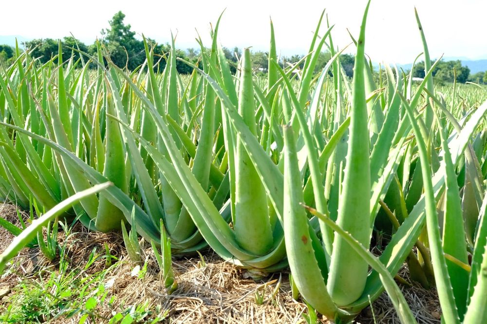When eating raw aloe vera, be careful to prepare it carefully to avoid yellow resin that causes discomfort or diarrhea.