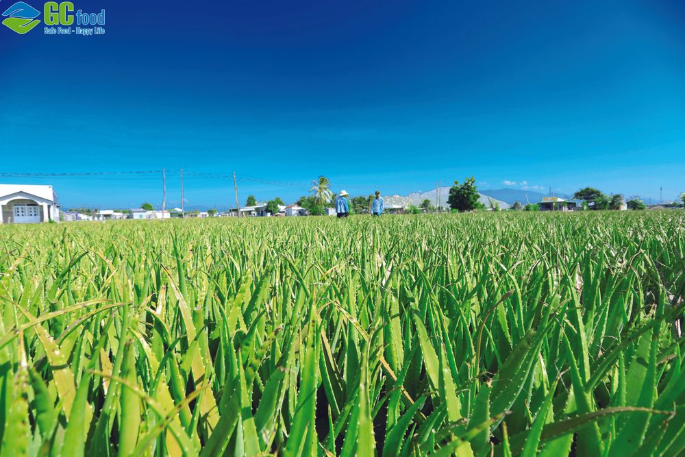 Nha đam tại Nông trại Nắng và Gió được canh tác theo mô hình nông nghiệp bền vững.