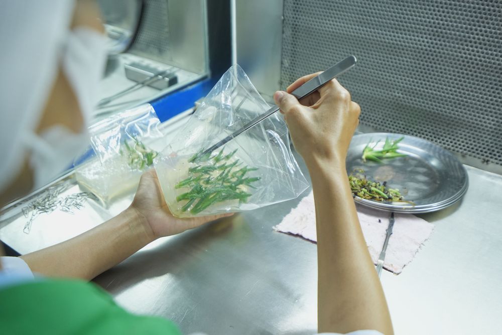 In vitro refers to a method of growing plant tissue in a controlled, artificial environment to produce healthy, uniform seedlings.