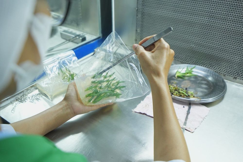 In Vitro là gì? Đây là công nghệ nuôi cấy mô thực vật trong môi trường nhân tạo giúp tạo cây con khỏe mạnh và đồng đều