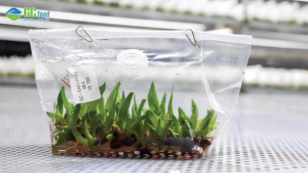 GC Food ứng dụng công nghệ nuôi cấy mô để nhân giống nha đam.