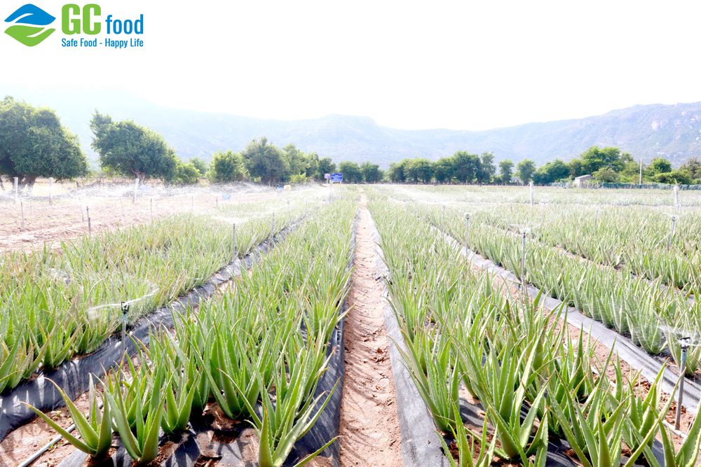 Aloe vera growing area of GC Food, an organic aloe vera producer.

