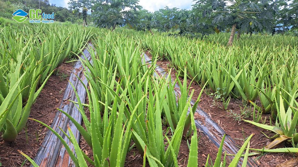 Phụ phẩm nha đam được thu gom và xử lý làm phân hữu cơ