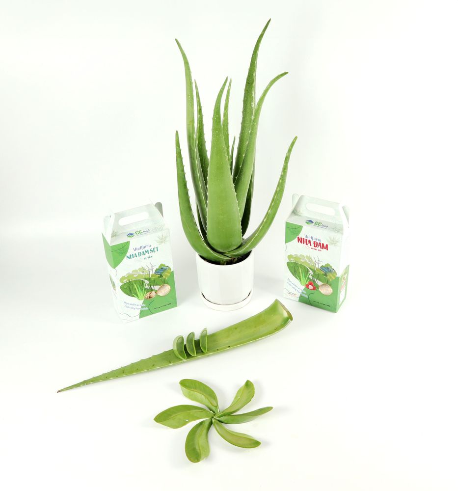 Prepare aloe vera leaves carefully to ensure safety when used on the face.