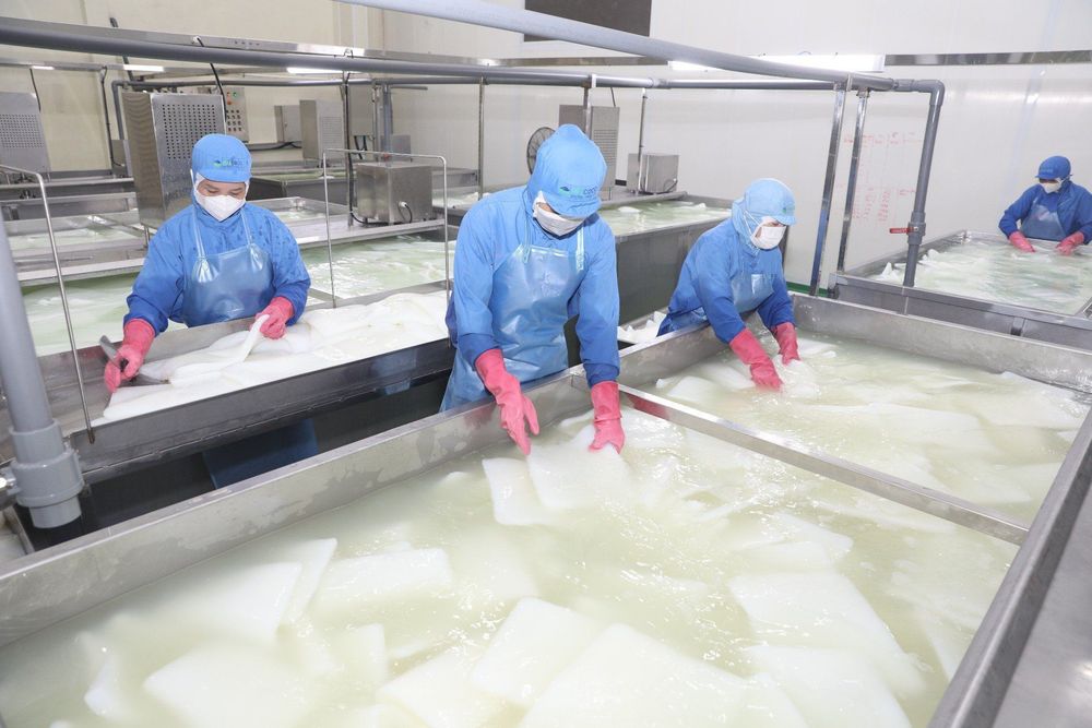 The processing of GC Food’s coconut jelly follows international standards.