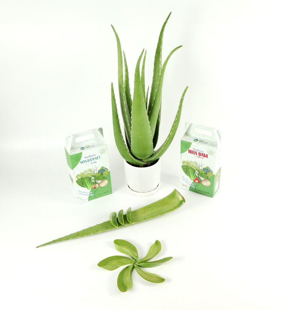 Sơ chế kỹ lá nha đam để đảm bảo an toàn khi dùng lên mặt 