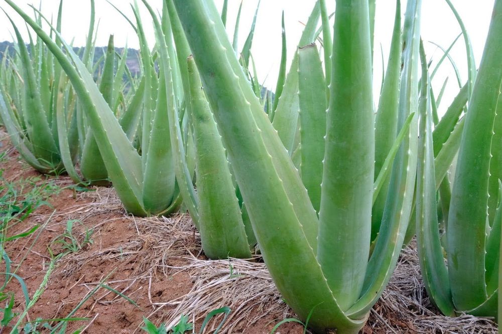 You need to prepare natural aloe vera carefully to avoid yellow resin from spoiling the dish.
