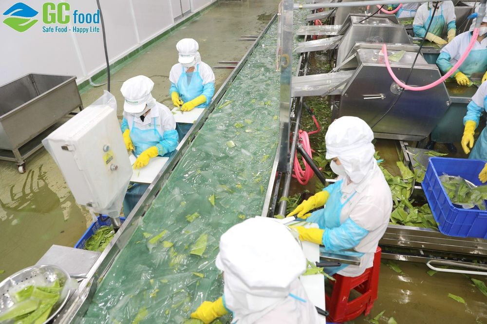 Sau khi thu hoạch tại vườn nha đam, công nhân sẽ chọn lọc và gọt vỏ sạch sẽ