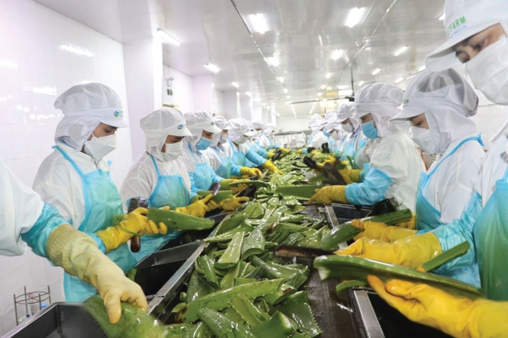 Trồng "Cây làm đẹp" xuất khẩu sang Nhật Bản, Hàn Quốc, “VUA NHA ĐAM” thu về 484 tỷ đồng