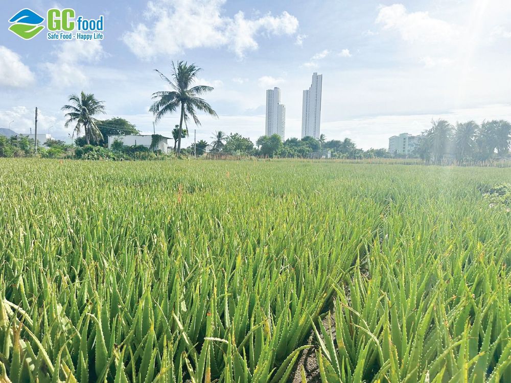 GC Food triển khai mô hình nông nghiệp xanh để canh tác nha đam tại trang trại Nắng và Gió.