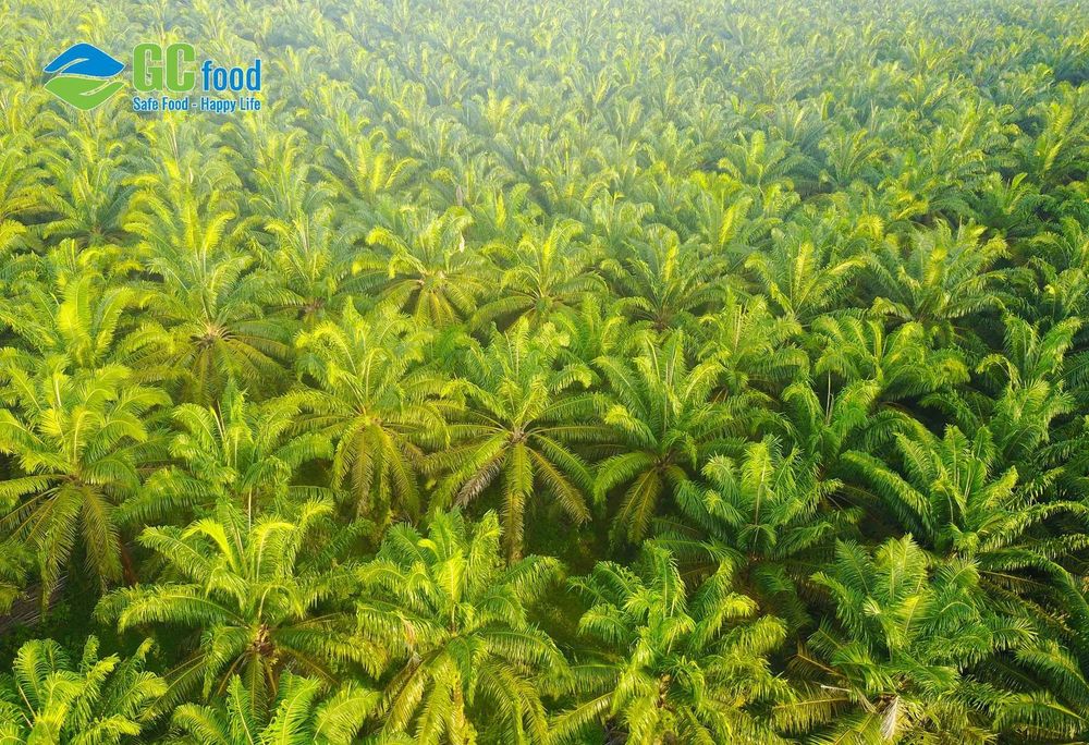 Vùng nguyên liệu dừa của Công ty Cổ phần Thực phẩm G.C Food tại Bến Tre.